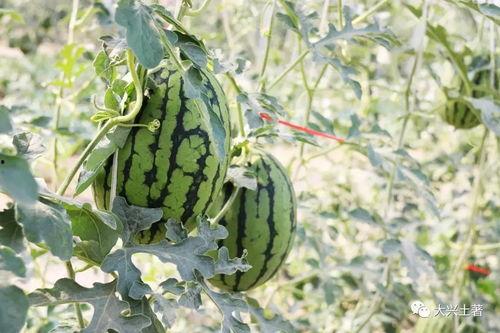 网红吃瓜营地,揭秘娱乐圈幕后风云