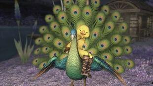 孔雀坐骑新爆料视频 第2张 孔雀坐骑新爆料视频 第2张